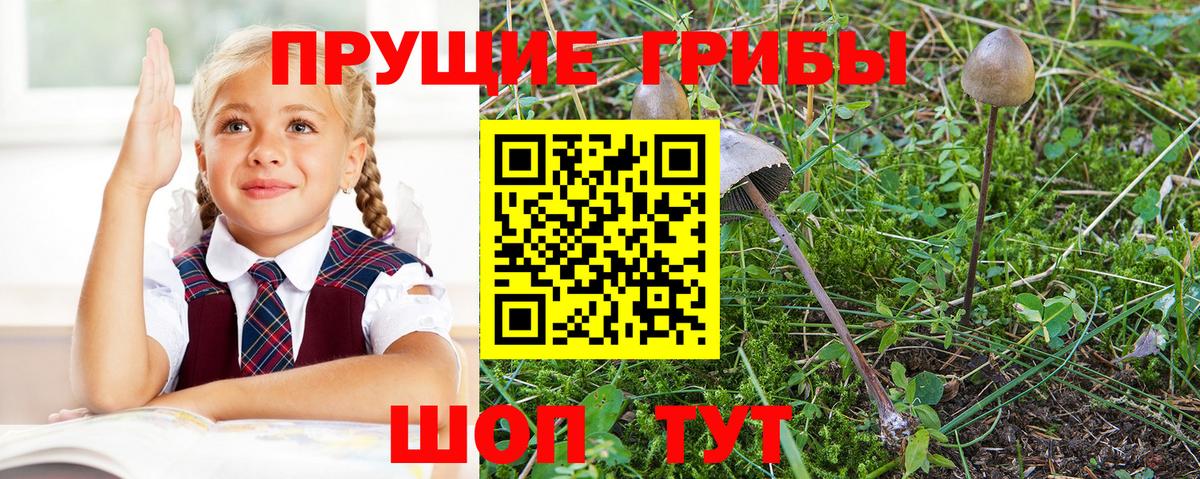 Петропавловск-Камчатский  Псилоцибиновые грибы мухоморы  Псилоцибиновые грибы Cubensis  Вход с VPN 